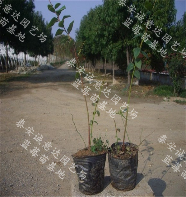哪里賣齊佩瓦藍(lán)莓、云南免費(fèi)送技術(shù)