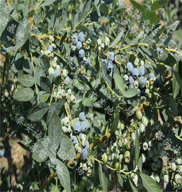 天后藍(lán)莓苗技術(shù)（延津）廠家