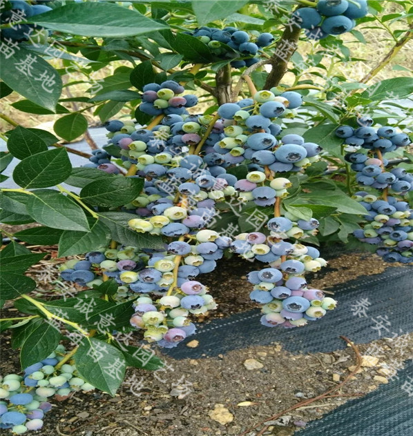 山東藍(lán)源藍(lán)莓苗√栽植土壤