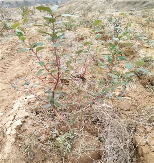 早熟藍莓苗組培與地栽苗基地、斯巴坦藍莓苗哪里賣