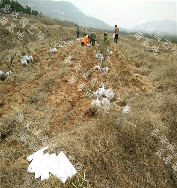 瑞卡蓝莓苗批发商（景东彝族自治）育苗基地