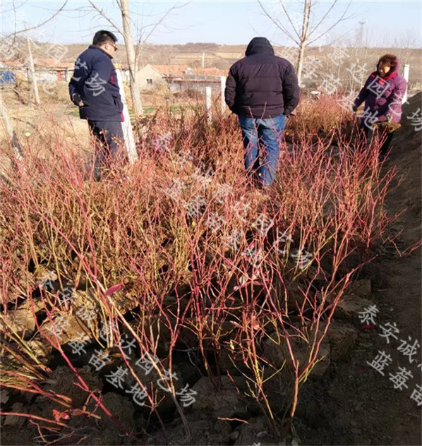 河北奧尼爾藍(lán)莓苗實(shí)時價(jià)格√批發(fā)市場 