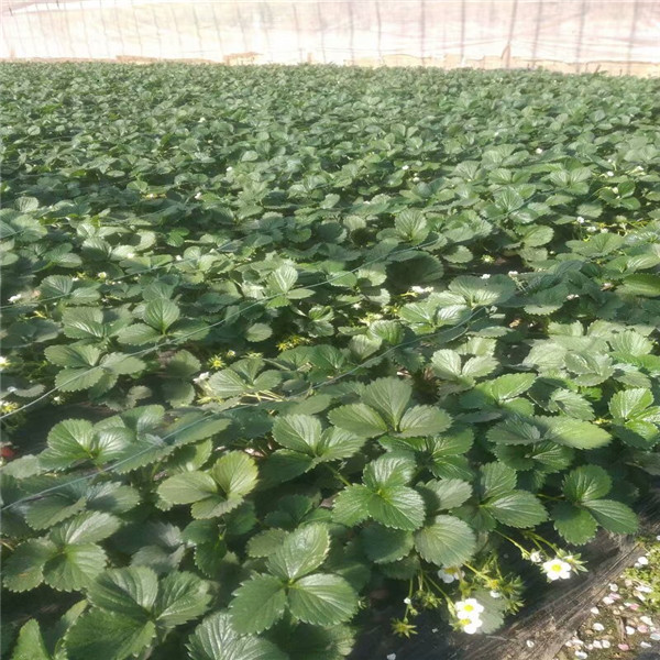 京郊小白草莓苗哪里买，济源规格的