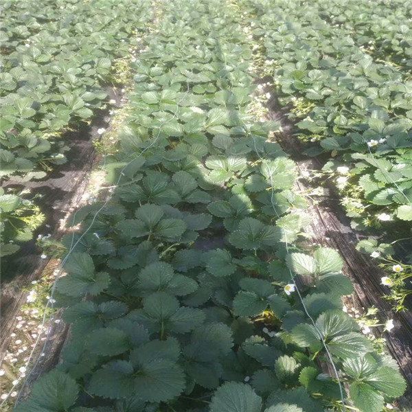 京郊小白草莓苗技術，西寧價格便宜的