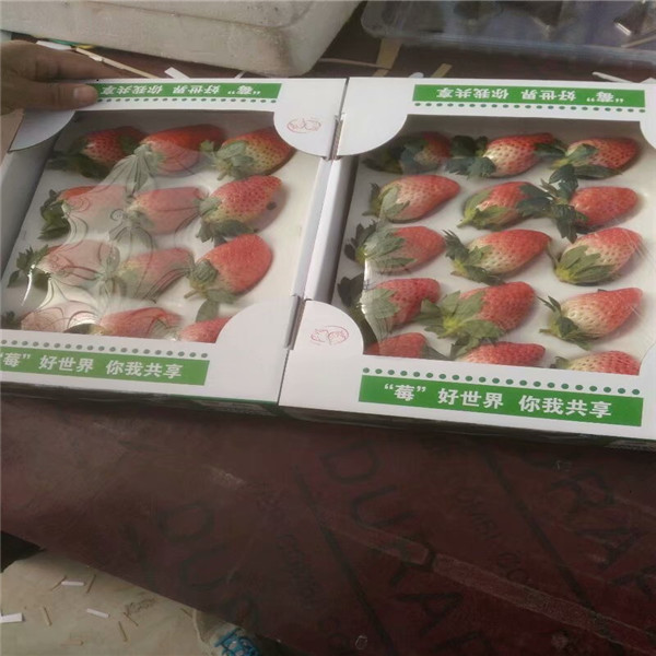甘露草莓苗便宜卖、2018年甘露草莓苗报价