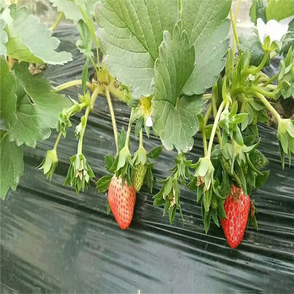 哪里批发四季蒙特瑞草莓苗，四季蒙特瑞草莓苗基地