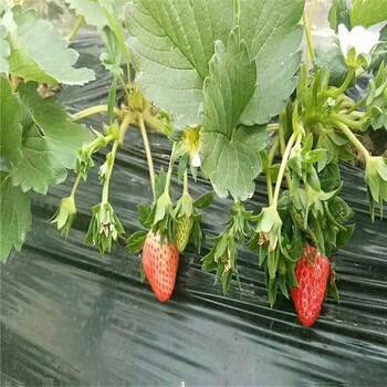 鸡心草莓苗哪里供应,重庆石柱妙香3号草莓苗