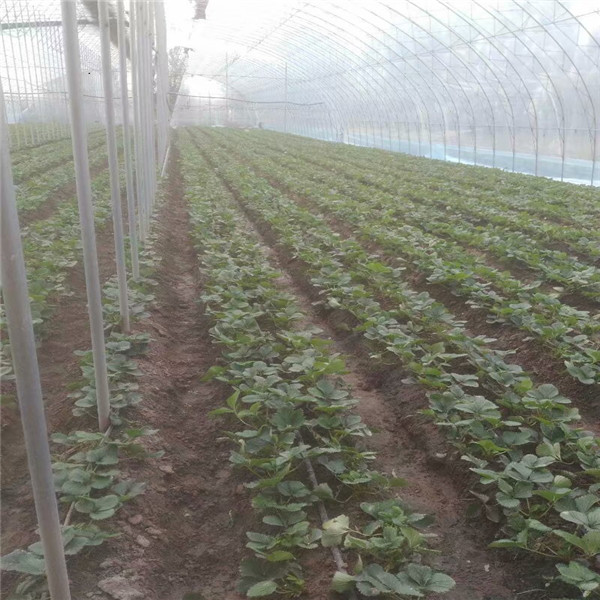 佐贺清香草莓苗怎么种植、佐贺清香草莓苗提供种植技术