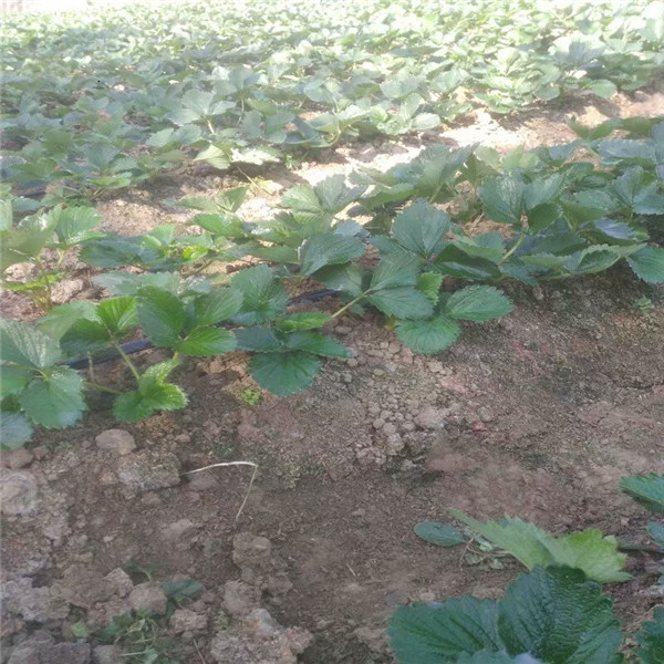 福州香蕉草莓苗哪里出售
