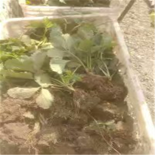 京郊小白草莓苗技術，西寧價格便宜的