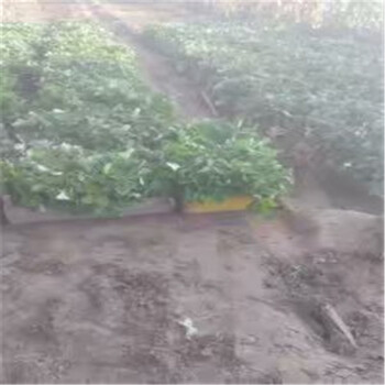 达塞莱克特草莓苗便宜，广东广牛奶草莓苗