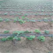 加冰運輸京郊小白草莓苗現在價格圖片