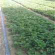 二代99草莓苗管理技術圖片