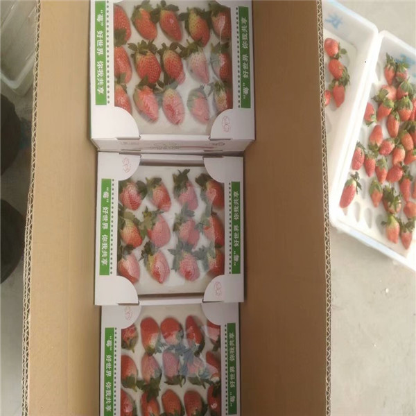 红99草莓苗哪里卖的便宜,重庆九龙坡章姬草莓苗