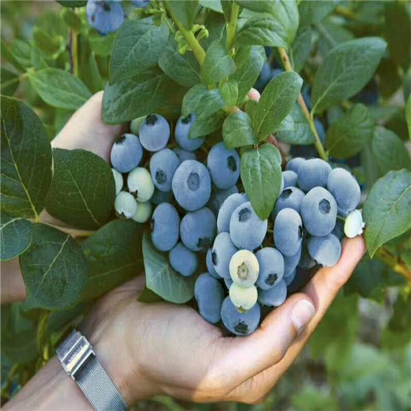 北蓝蓝莓苗北京价格