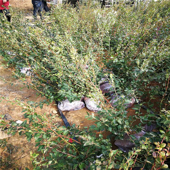 黎明女神蓝莓苗山东大型育苗基地