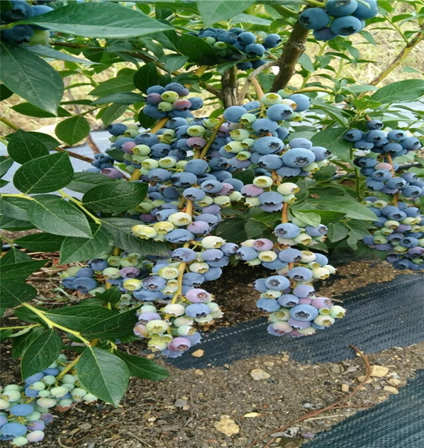 茹贝尔蓝莓苗浙江哪里品种