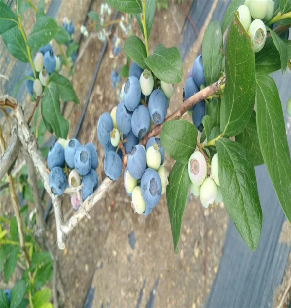 圣蓝蓝莓苗吉林育苗基地