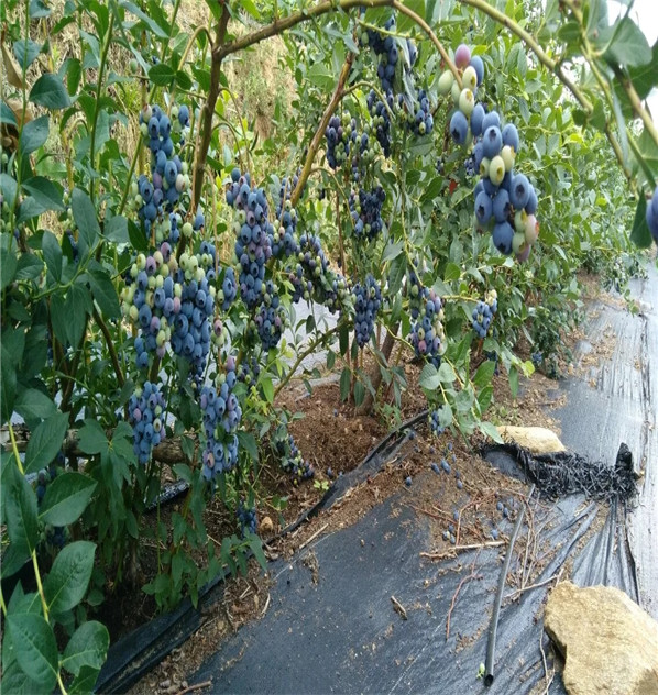 汉诺威蓝莓苗甘肃大型育苗基地