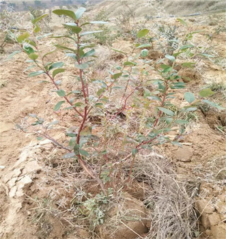 新疆萨米特蓝莓苗哪里卖的便宜\萨米特蓝莓苗基地