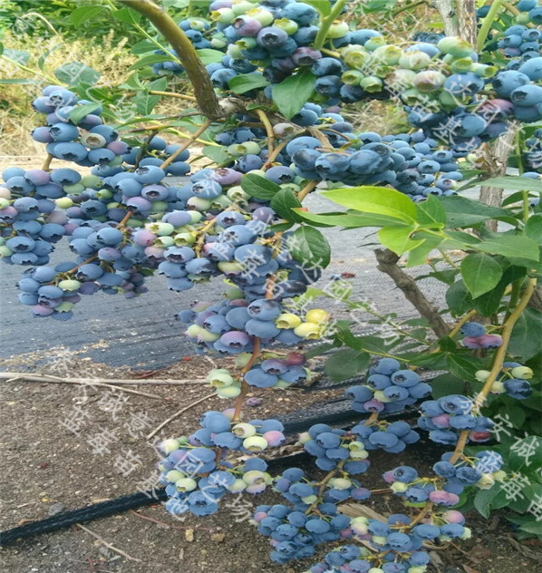 蓝源蓝莓苗北京价格