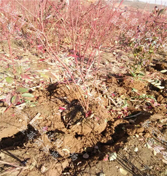 利珀蒂蓝莓苗黑龙江育苗基地