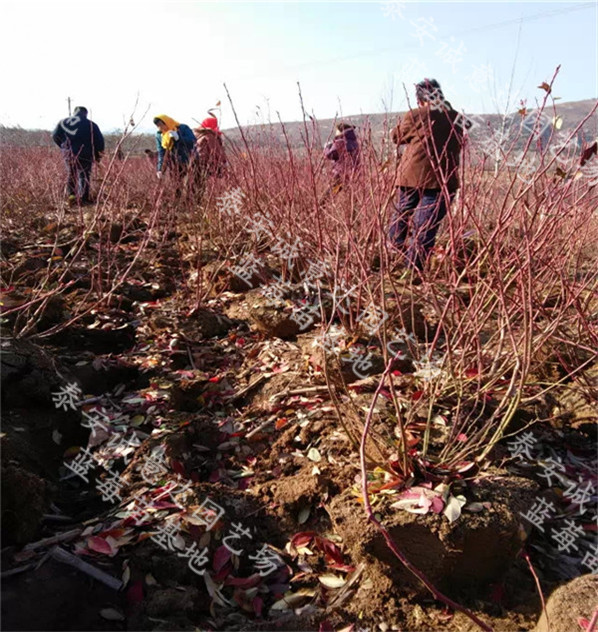 海南库帕蓝莓苗2018年报价\库帕蓝莓苗基地