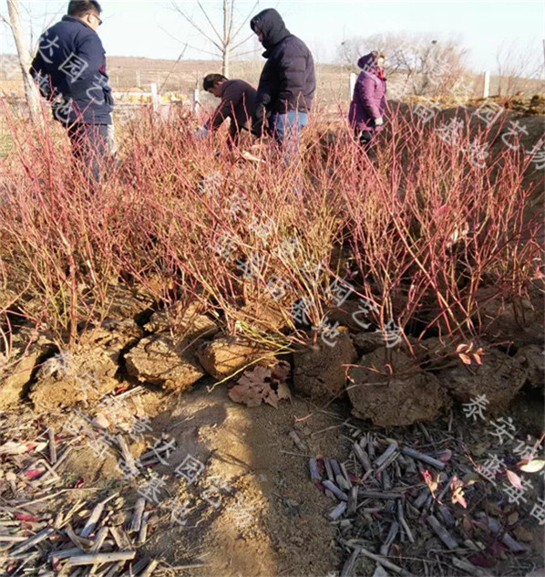 农丹4号蓝莓苗青海育苗基地