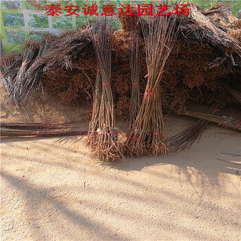 哪里有的日本秋姬李子苗近什么價格