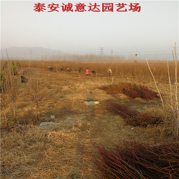 恐龍蛋李子苗多少錢一棵