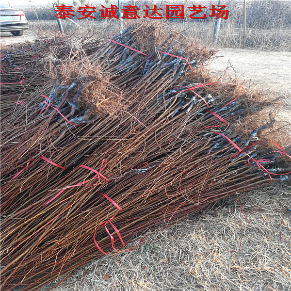 批發(fā)蜂糖李樹苗報價多少