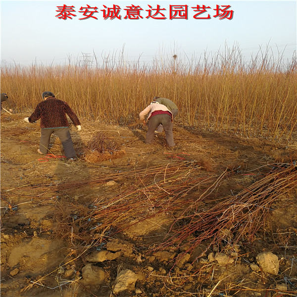 蜂糖李樹苗的特性