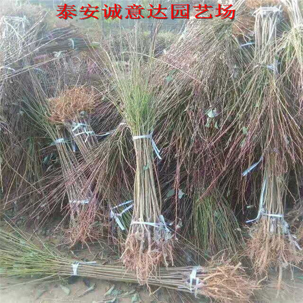 如何采購日本秋姬李子苗近什么價格