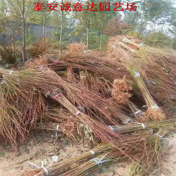 座果率高的女神李子苗價錢多少
