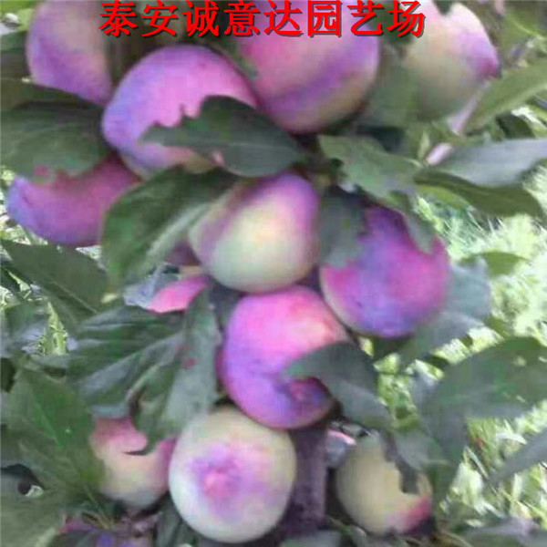 如何選擇日本秋姬李子苗價錢多少