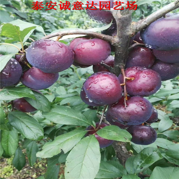 如何選擇半邊紅李子苗報價多少