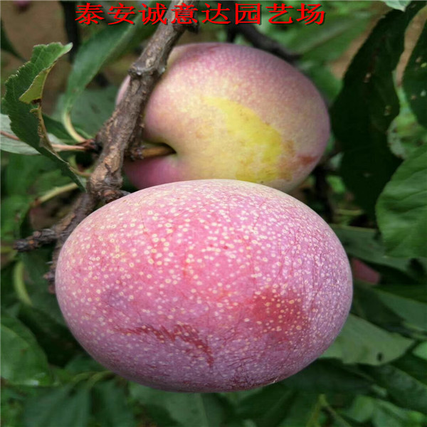 五月脆李子苗價(jià)格