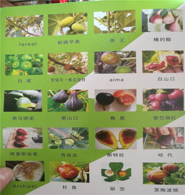 日本紫果无花果苗批发，日本紫果无花果树哪里出售