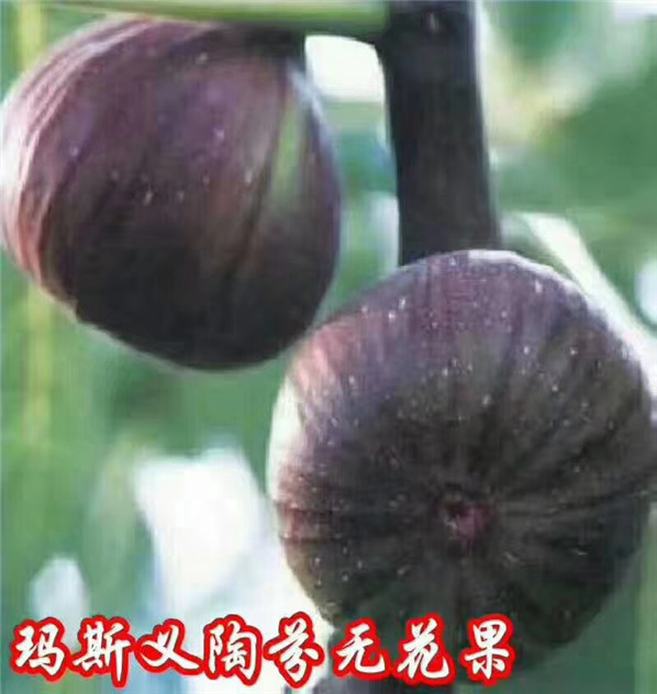 早黄无花果苗哪里便宜，早黄无花果树什么地方出售