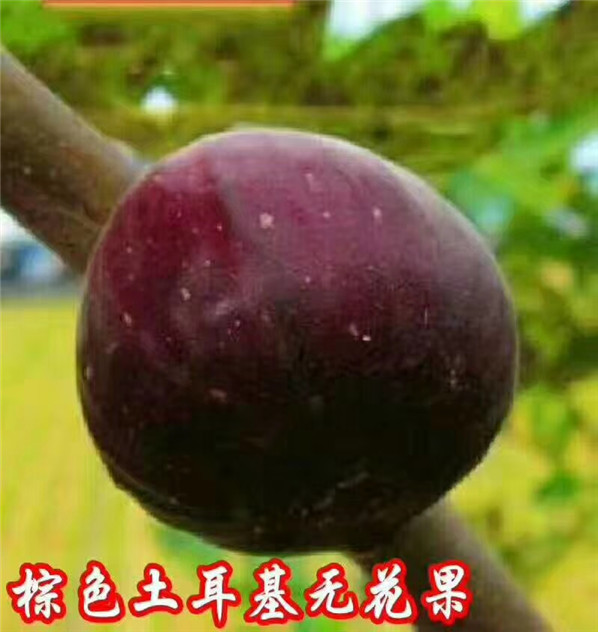 布兰瑞克无花果苗出售，布兰瑞克无花果树培育