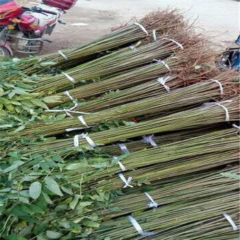 香椿樹(shù)苗新價(jià)格,湖北香椿樹(shù)苗