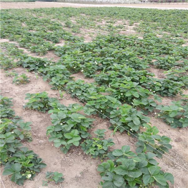 内蒙古法兰地草莓苗成活率高的多少钱一棵