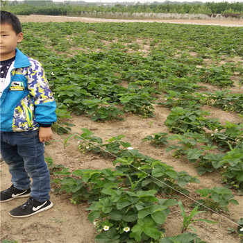 脱毒的妙香3号草莓苗今年价格哪里便宜