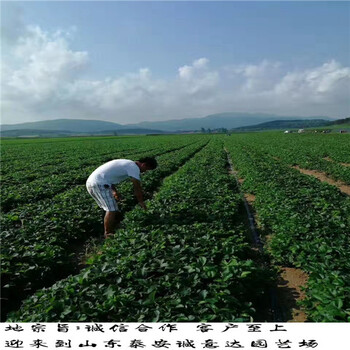 永丽草莓苗哪里有，贵州黔东南甜查理草莓苗
