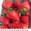 紅顏草莓苗哪里便宜，紅顏草莓苗火爆預定中，紅顏草莓苗價格表