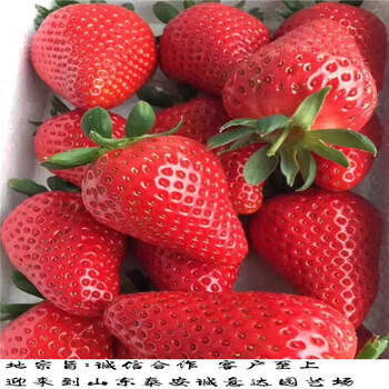 艳丽草莓苗便宜,重庆忠久香草莓苗