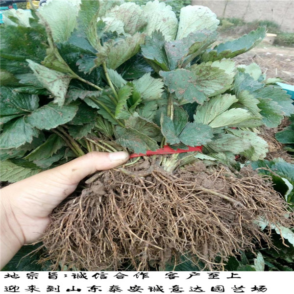 阿玛奥草莓苗好成活吗,台湾基隆甜查理草莓苗