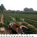 太空2008草莓苗怎么管理产量高，江西太空2008草莓苗