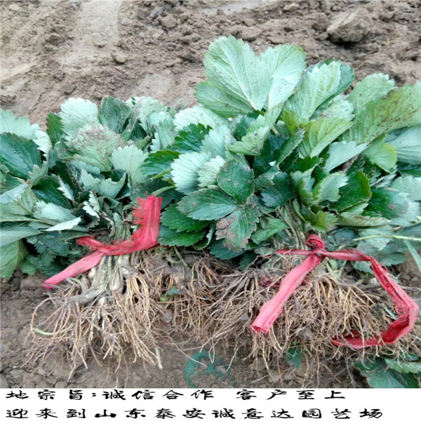 土特拉草莓苗新价格,重庆南川牛奶草莓苗