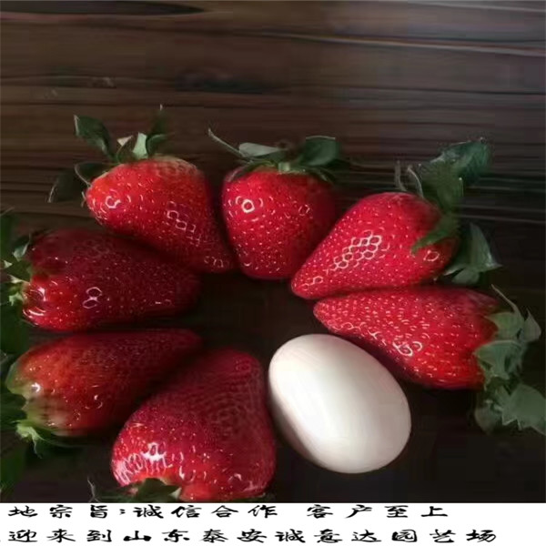 香草草莓苗好管理,上海奉贤妙香7号草莓苗